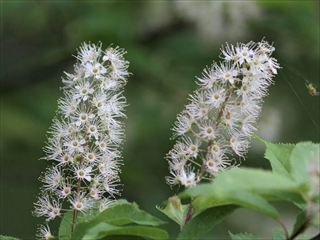 ウワミズザクラ